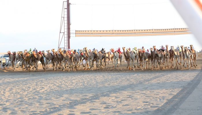 بدء منافسات السباق العام للهجن بولاية بركاء