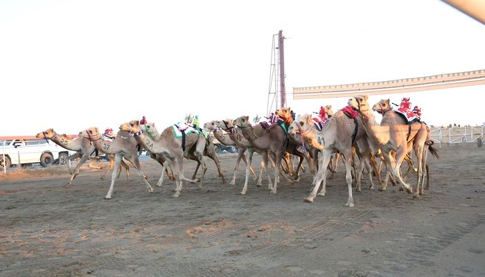 20 شوطًا في منافسات السباق العام للهجن بولاية بركاء