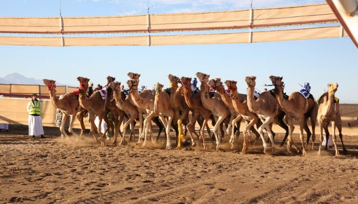 10 أشواط في منافسات اليوم الرابع من السباق العام للهجن ببركاء