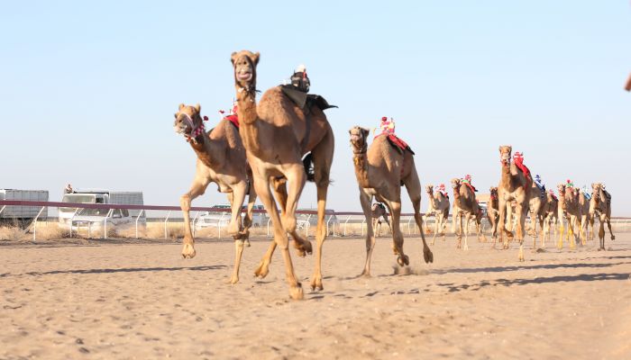 ختام منافسات السباق العام للهجن بولاية بركاء