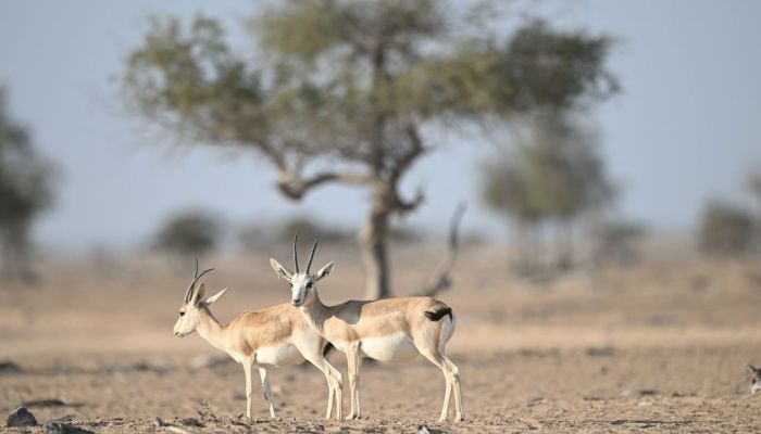 الأول من نوعه خارج محيط المحميات الطبيعية.. توطين غزال 'الريم' بظفار