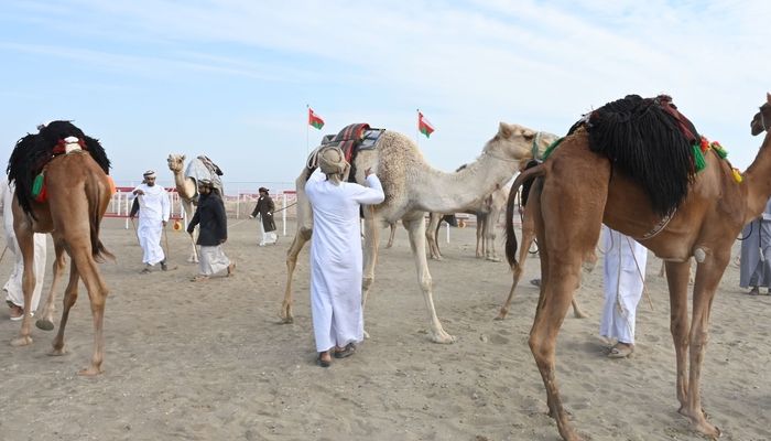 انطلاقُ سباقات عرضة الهجن على ميدان صحار