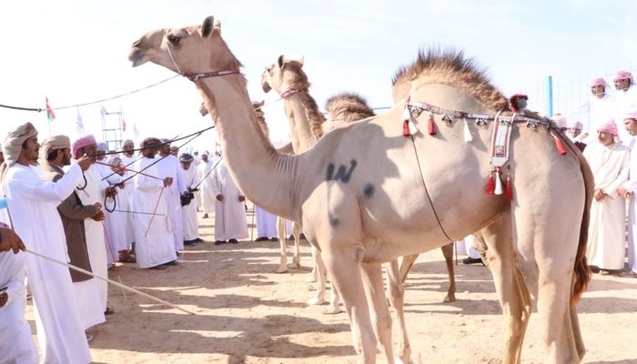 ختام فعاليات مهرجان مزاينة الإبل بولاية محوت