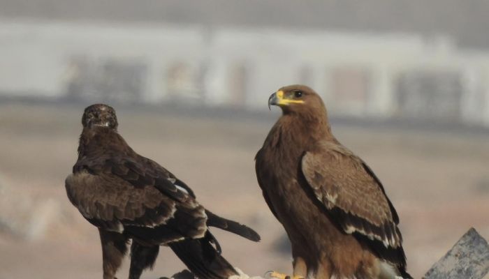 انخفاض عقاب السهوب المهدّد بالانقراض بسلطنة عمان