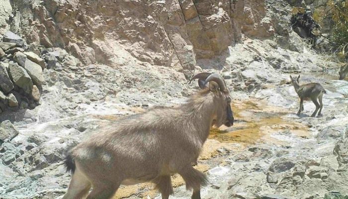 جهودٌ حثيثةٌ للمحافظة على الوعل العربي في محافظة الظاهرة