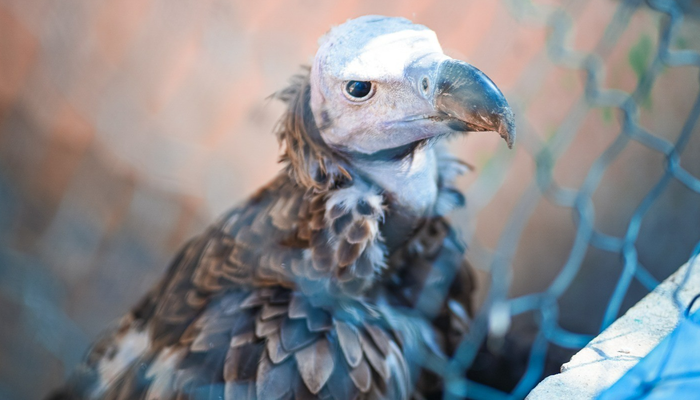 Barka Biodiversity Centre helps in preserving endangered species