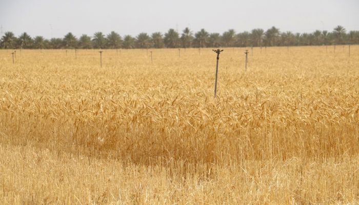 بإنتاج متوقع يبلغ 120 طنًّا.. بدء حصاد القمح بولاية أدم