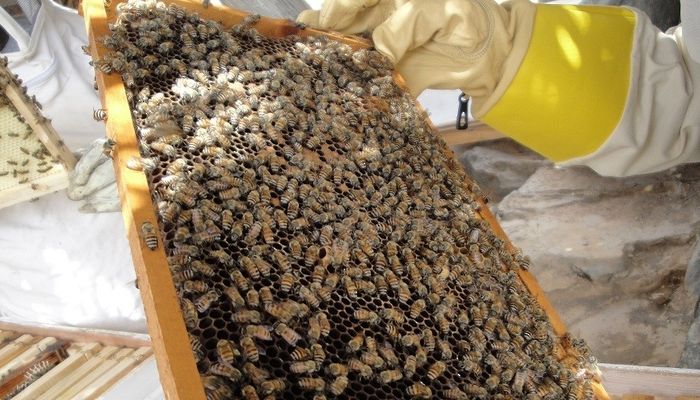 أكثر من 140طنًّا.. شمال الباطنة تحقق إنتاج قياسي في العسل المحلي
