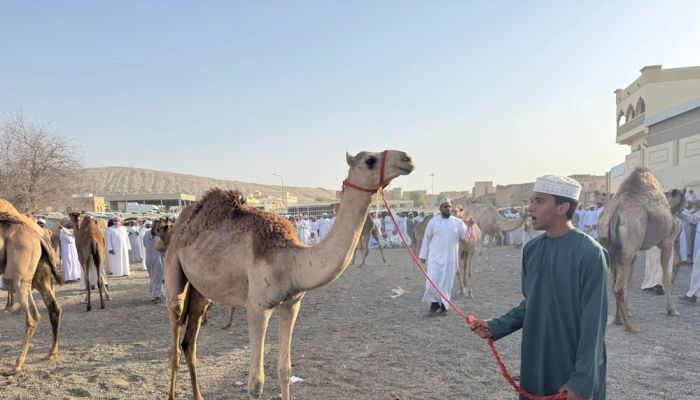 نشاط قطاع الثروة الحيوانية خلال هبطة عيد الأضحى بالظاهرة