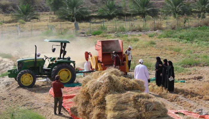 أكثر من 17 طنًّا إنتاج محصول القمح بولايات جنوب الباطنة