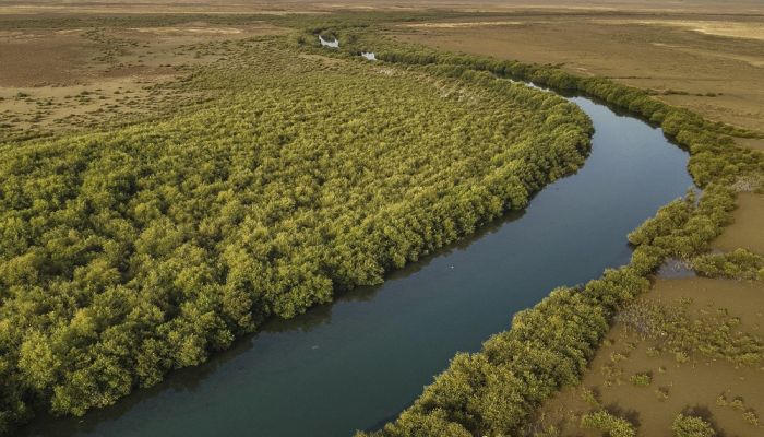 أشجار المانجروف ببركاء بيئة خصبة للكائنات البحرية والطيور المهاجرة