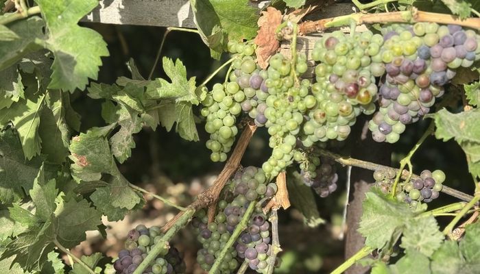 بداية موسم جني العنب في ينقل