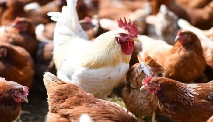سلطنة عمان تحظرُ استيراد الطيور الحيّة ومنتجاتها من 8 دول