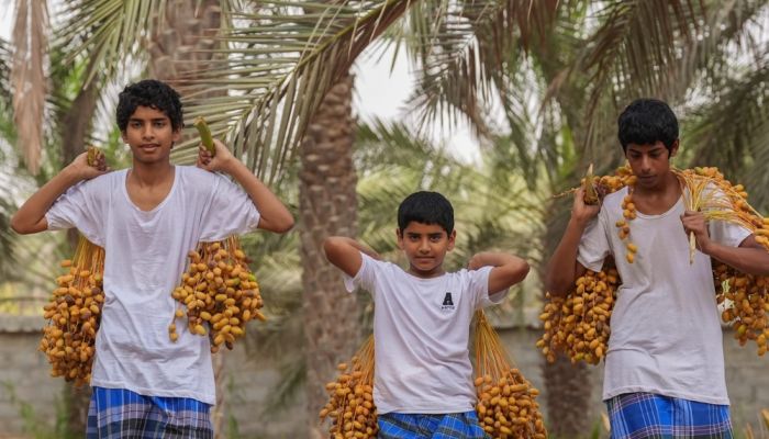 بدء موسم 'التبسيل' بقرية فلج المشايخ بمحافظة جنوب الشرقية