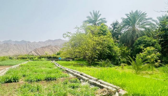 قرية 'الجرولة' بإبراء.. تميز في المناخ وتنوع بالمحاصيل الزراعية