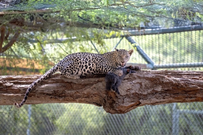 Royal Court Affairs succeeds in breeding critically endangered Arabian Leopard