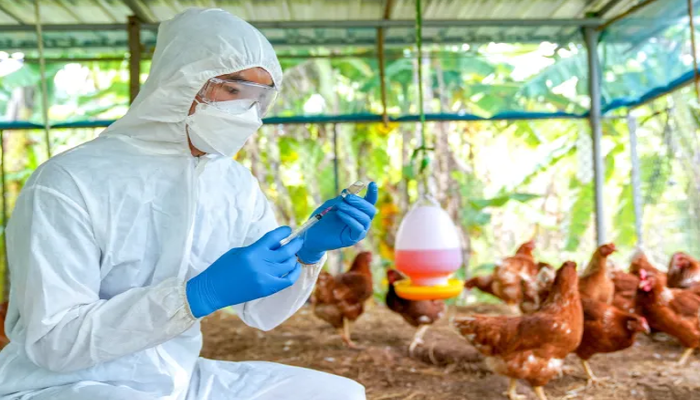 انخفاض مخاطر إنفلونزا الطيور على الصحة العامة العالمية