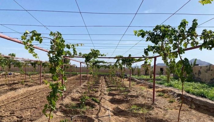 الإسكان والتخطيط العُمراني تطرح '14' فرصة استثمارية زراعية وتجارية بشمال الشرقية