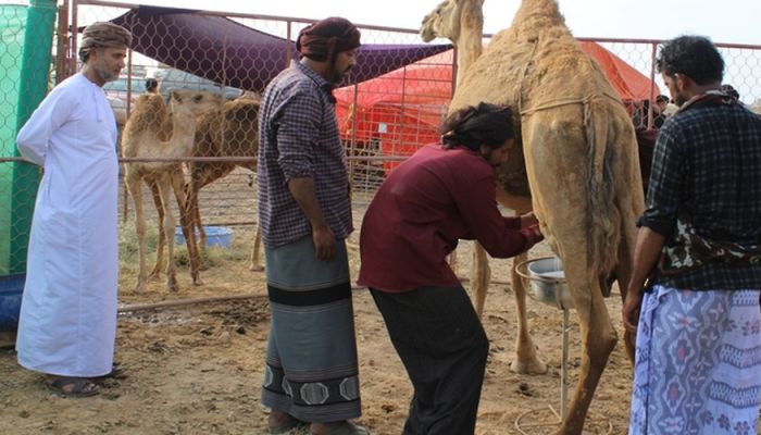 تكريم الفائزين في منافسات محالبة الإبل بولاية طاقة