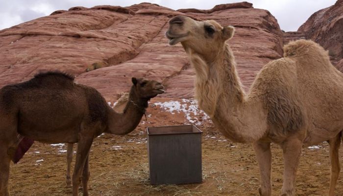 نادي الإبل في السعودية يعلن بيع قعود بقيمة 35 مليون ريال سعودي