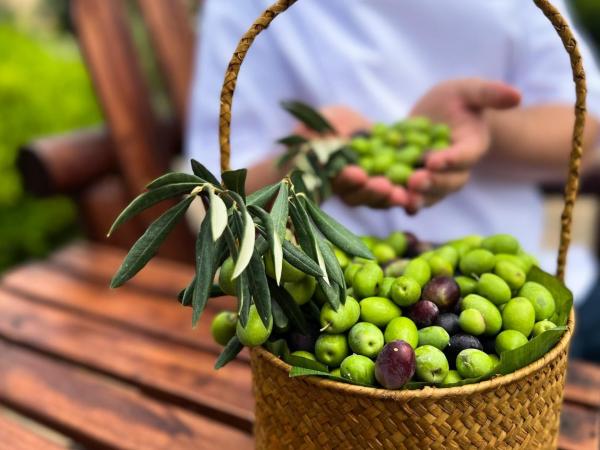 منتجع أنانتارا الجبل الأخضر ينظم مهرجان حصاد الزيتون السنوي الرابع خلال الفترة من 24 - 28 سبتمبر الجاري
