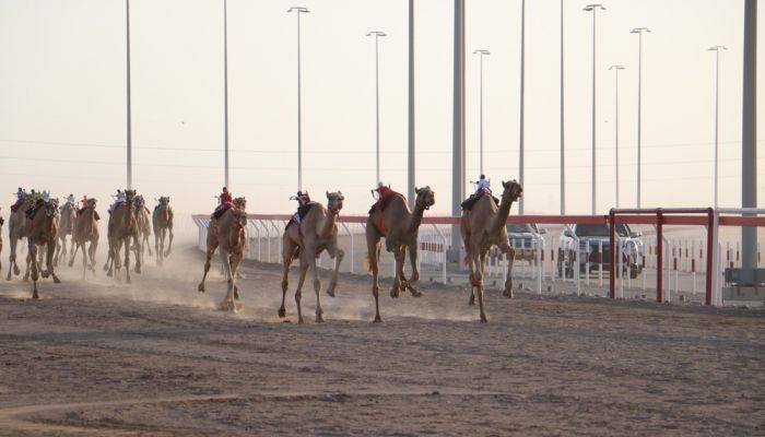 نتائج أشواط اليوم الثاني من منافسات سباقات الهجن بولاية أدم