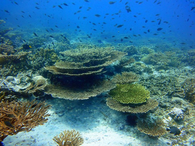 Oman committed to promoting sustainable environmental practices