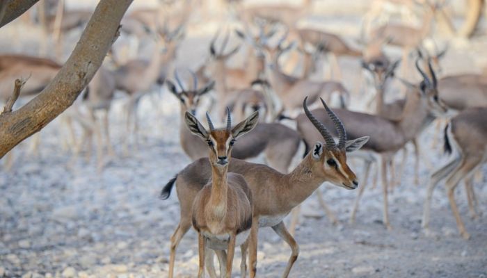 فريق بحثي عُماني يتمكّن من توثيق البنية الوراثية والتنوع الجيني للغزال العربي