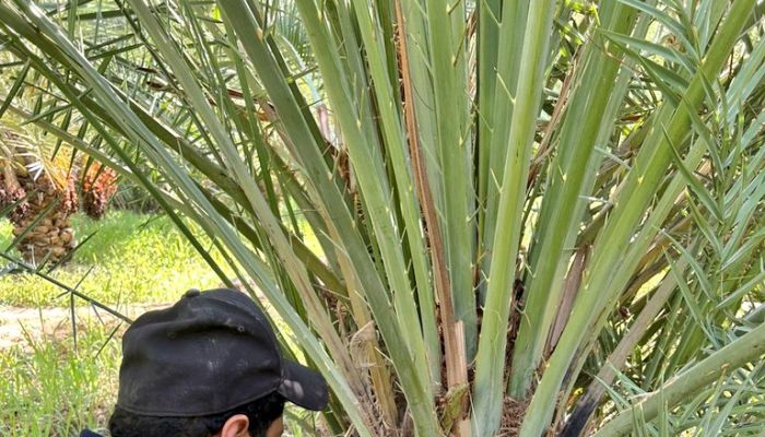حملات مكثفة في عبري لمكافحة سوسة النخيل الحمراء