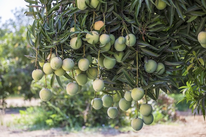 Oman seeks to replace OMR 18.7 million mango import gap through targeted investments
